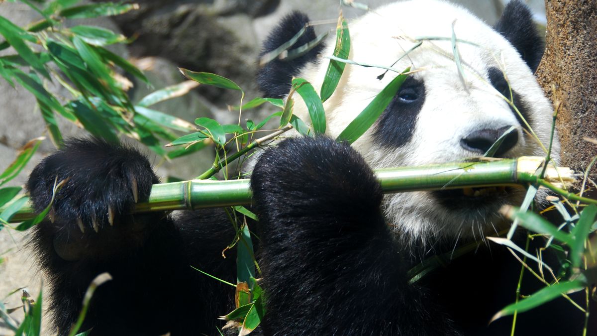 Krásný plyšák i politická zbraň. Washingtonská panda se vrací do Číny